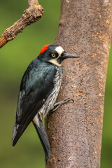 Costa Rica, Cordillera de Talamanca. Close-up of acorn woodpecker on tree.