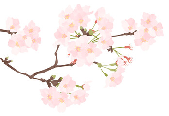 桜のベクターイラスト