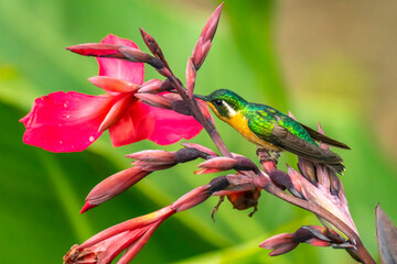 Costa Rica, Cordillera de Talamanca. Purple-throated mountain gem hummingbird piercing flower for...
