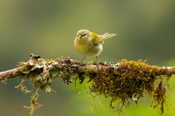 Costa Rica, Cordillera de Talamanca. Tennessee warbler bird close-up.