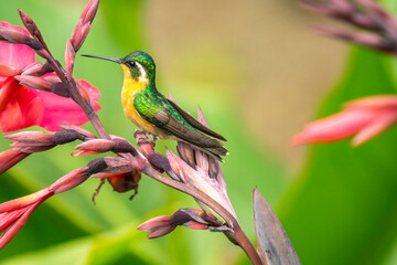 Costa Rica, Cordillera de Talamanca. Purple-throated mountain gem hummingbird on flower.