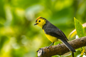 Costa Rica, Cordillera de Talamanca. Collared redstart bird close-up.