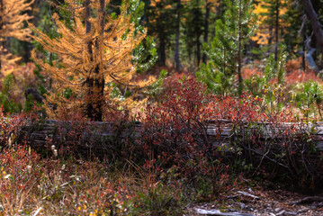 Colorful Autumnal Undergrowth