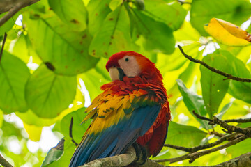 Costa Rica, Parque Nacional Carara. Scarlet macaw preening in tree.