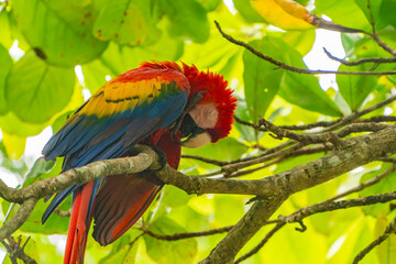 Costa Rica, Parque Nacional Carara. Scarlet macaw preening in tree.