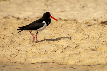 Pied oystercatcher (Haematopus longirostris) sand nesting birds.