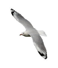 The silver gull (Chroicocephalus novaehollandiae) in flight on a isolated background.