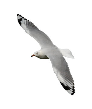 The silver gull (Chroicocephalus novaehollandiae) in flight on a isolated background.