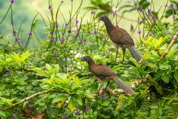 Costa Rica, Tuis Valley. Grey-headed chachalacas in vervain plants.