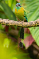 Costa Rica, Tuis Valley. Lesson's motmot bird close-up.