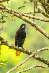 Costa Rica, Tuis Valley. Montezuma oropendola bird on limb.