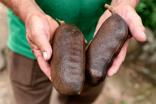Man holding Jatoba pods
