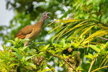 Costa Rica, Tuis Valley. Grey-headed chachalaca bird calling.
