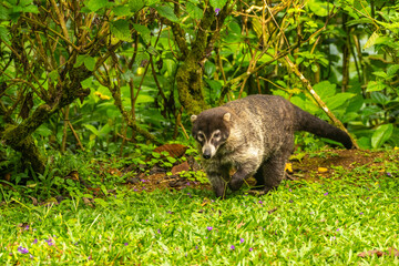 Costa Rica, Tuis Valley. Close-up of coatimundi.