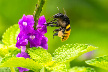 Costa Rica, Tuis Valley. Bee feeding on vervain flower.