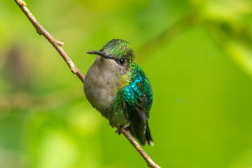 Costa Rica, Tuis Valley. Crowned woodnymph hummingbird close-up.