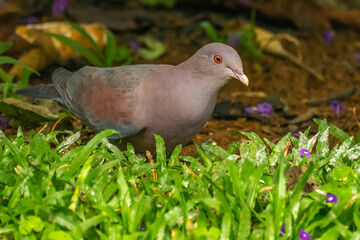 Costa Rica, Tuis Valley. Pale-vented pigeon bird close-up.