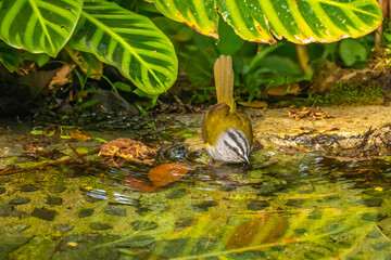 Costa Rica, Tuis Valley. Black-striped sparrow bathing.