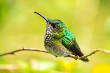 Costa Rica, Tuis Valley. Female white-necked Jacobin hummingbird close-up.