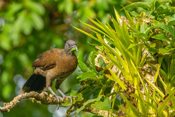 Costa Rica, Tuis Valley. Grey-headed chachalaca close-up.