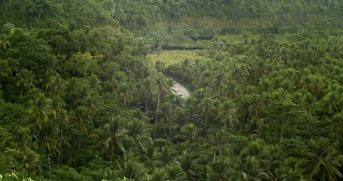 Trees flank national road in the island of Siargao, Philippines.