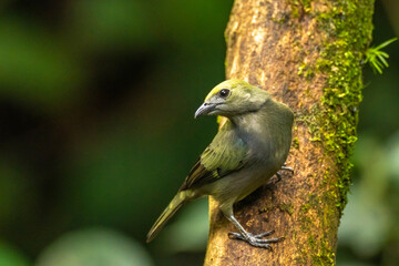 Costa Rica. Close-up of palm tanager bird on tree trunk.