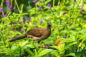 Costa Rica, Tuis Valley. Grey-headed chachalaca close-up.