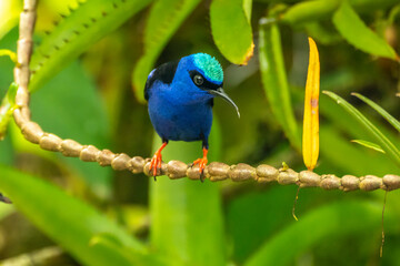 Costa Rica. Male red-legged honeycreeper on vine.