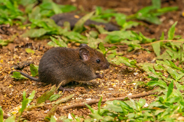 Costa Rica, Tuis Valley. Close-up of mouse.