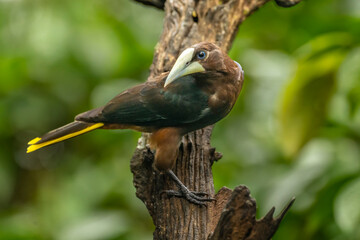 Costa Rica. Chestnut-headed oropendola bird in tree.