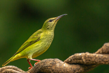 Costa Rica. Red-legged honeycreeper female on vine.