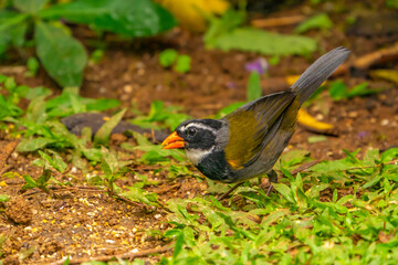 Costa Rica, Tuis Valley. Orange-billed sparrow on ground.