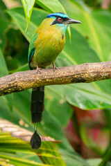 Costa Rica, Tuis Valley. Lesson's motmot bird close-up.