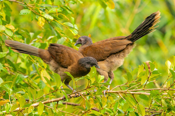Costa Rica, Tuis Valley. Grey-headed chachalacas close-up.