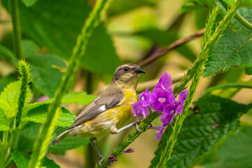 Costa Rica, Tuis Valley. Bananaquit bird on vervain plant.