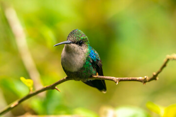 Costa Rica, Tuis Valley. Crowned woodnymph hummingbird close-up.