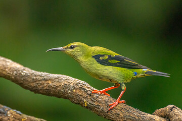 Costa Rica. Red-legged honeycreeper female on limb.