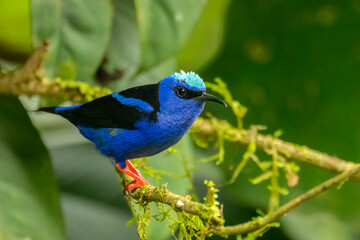 Costa Rica. Male red-legged honeycreeper on limb.