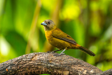 Costa Rica. Female scarlet-rumped tanager bird on limb.
