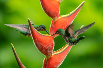 Costa Rica. Female white-necked Jacobin hummingbirds feeding on heliconia plant. © Danita Delimont