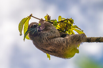 Costa Rica. Close-up of three-toed sloth eating. © Danita Delimont