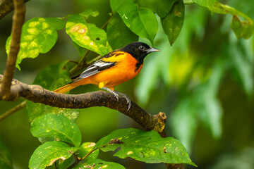 Costa Rica. Baltimore oriole on tree limb.