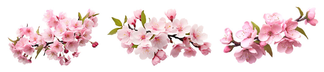 Fototapeta premium Sakura cherry blossom branch png cut out element set, transparent background