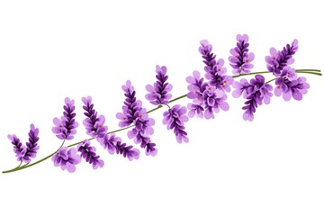 Naklejka premium Elegant Lavender Sprig, Watercolor Style, Isolated on White