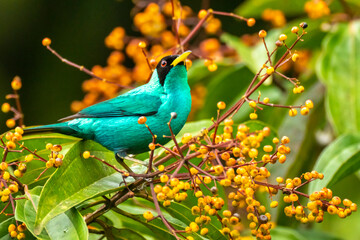 Costa Rica, Arenal Observatory. Male green honeycreeper and berries.