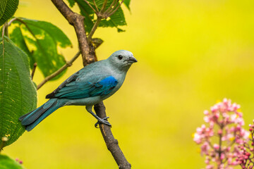 Costa Rica, Cordillera de Talamanca. Blue-grey tanager on limb.
