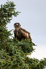 Juvenile American Bald Eagle perched in a spruce tree, Katmai National Park, Alaska
