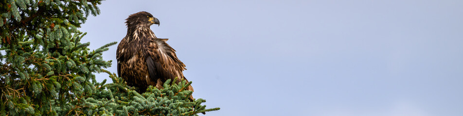 Fototapeta premium Juvenile American Bald Eagle perched in a spruce tree, Katmai National Park, Alaska 