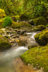 Obraz premium Costa Rica, Cordillera de Talamanca. Savegre River rapids.