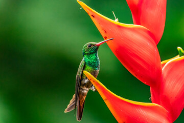 Costa Rica. Close-up of hummingbird and heliconia plant.